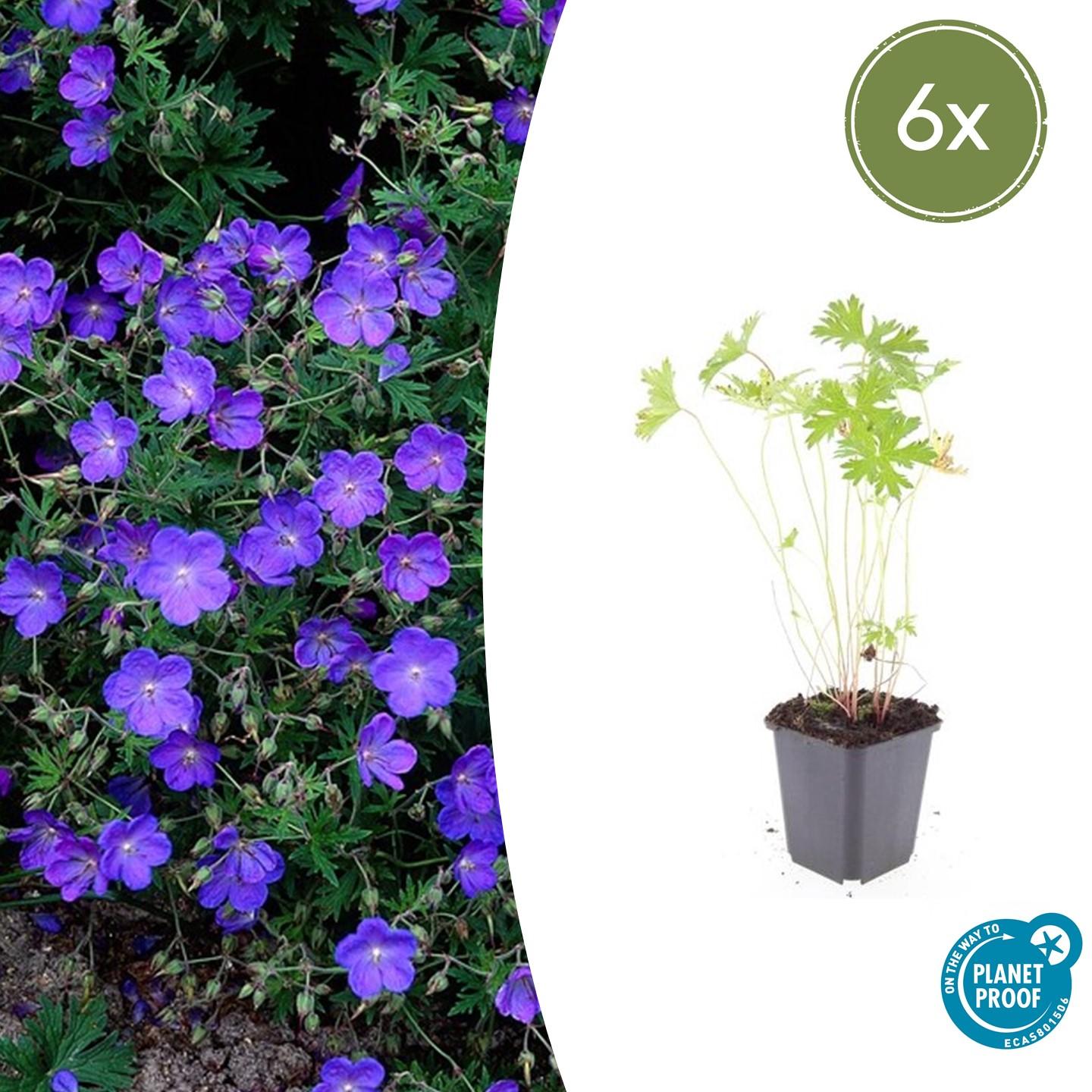 Geranium 'Johnson's Blue' potmaat 9 cm hoogte 10 tot 25 cm