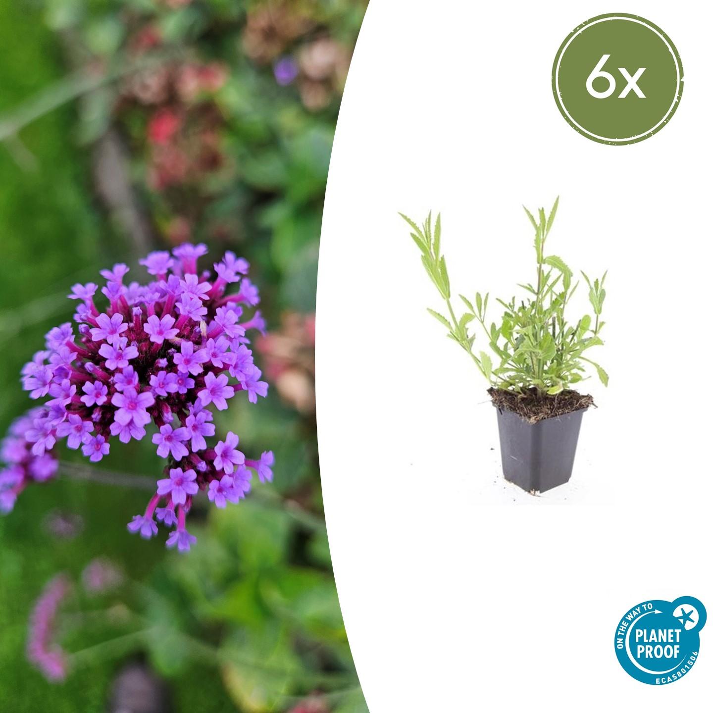 Verbena bonariensis potmaat 9 cm hoogte 10 tot 25 cm