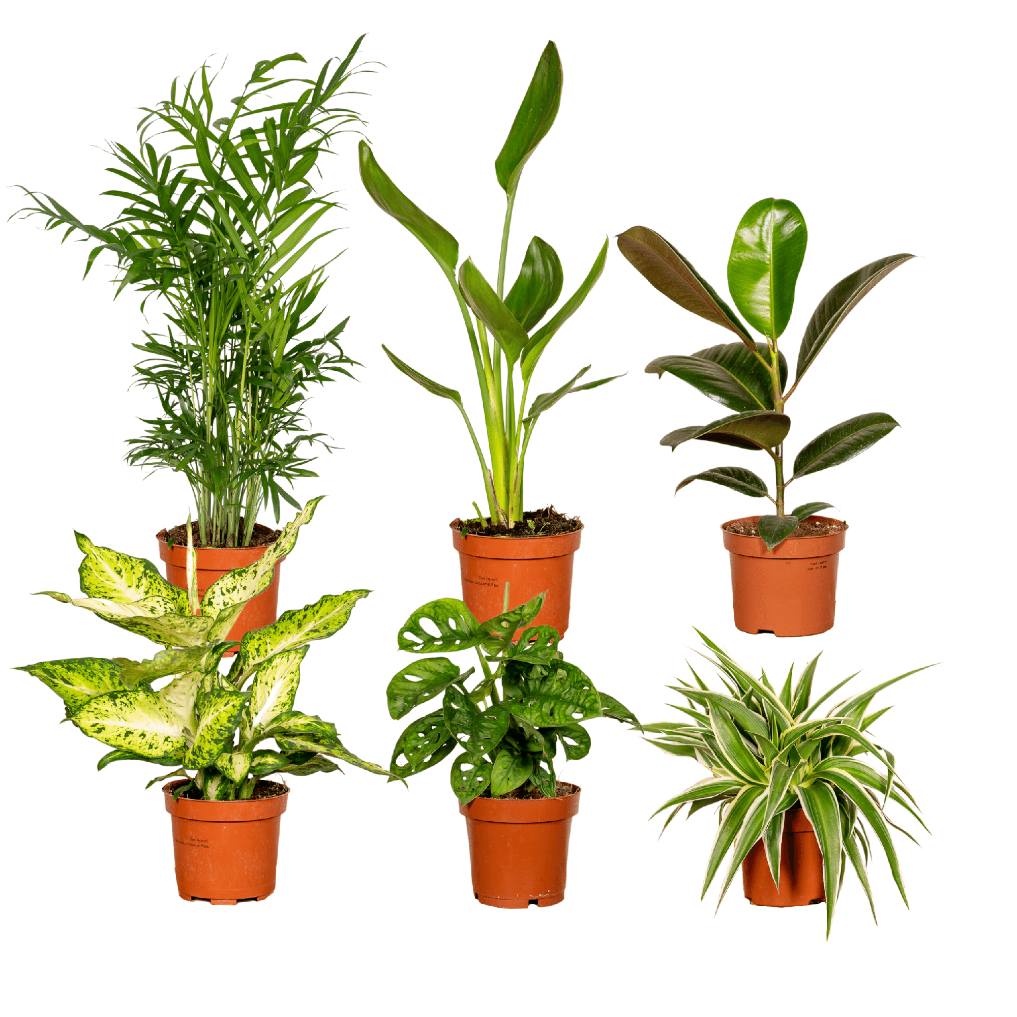 Verrassingsbox potmaat 12 cm hoogte 25 cm