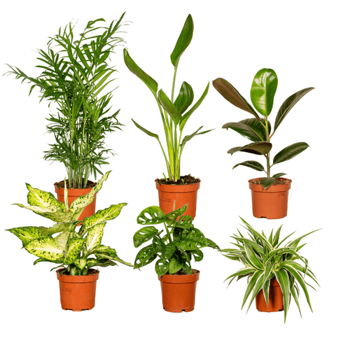 Verrassingsbox potmaat 12 cm hoogte 25 cm