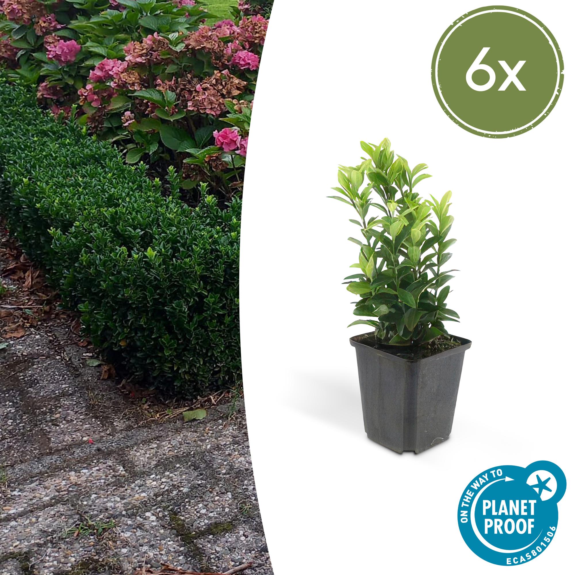 Euonymus jap. Green Spire potmaat 9 cm hoogte 10 tot 25 cm