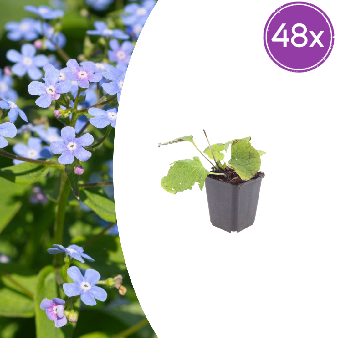 Brunnera macrophylla potmaat 9 cm hoogte 10 tot 25 cm