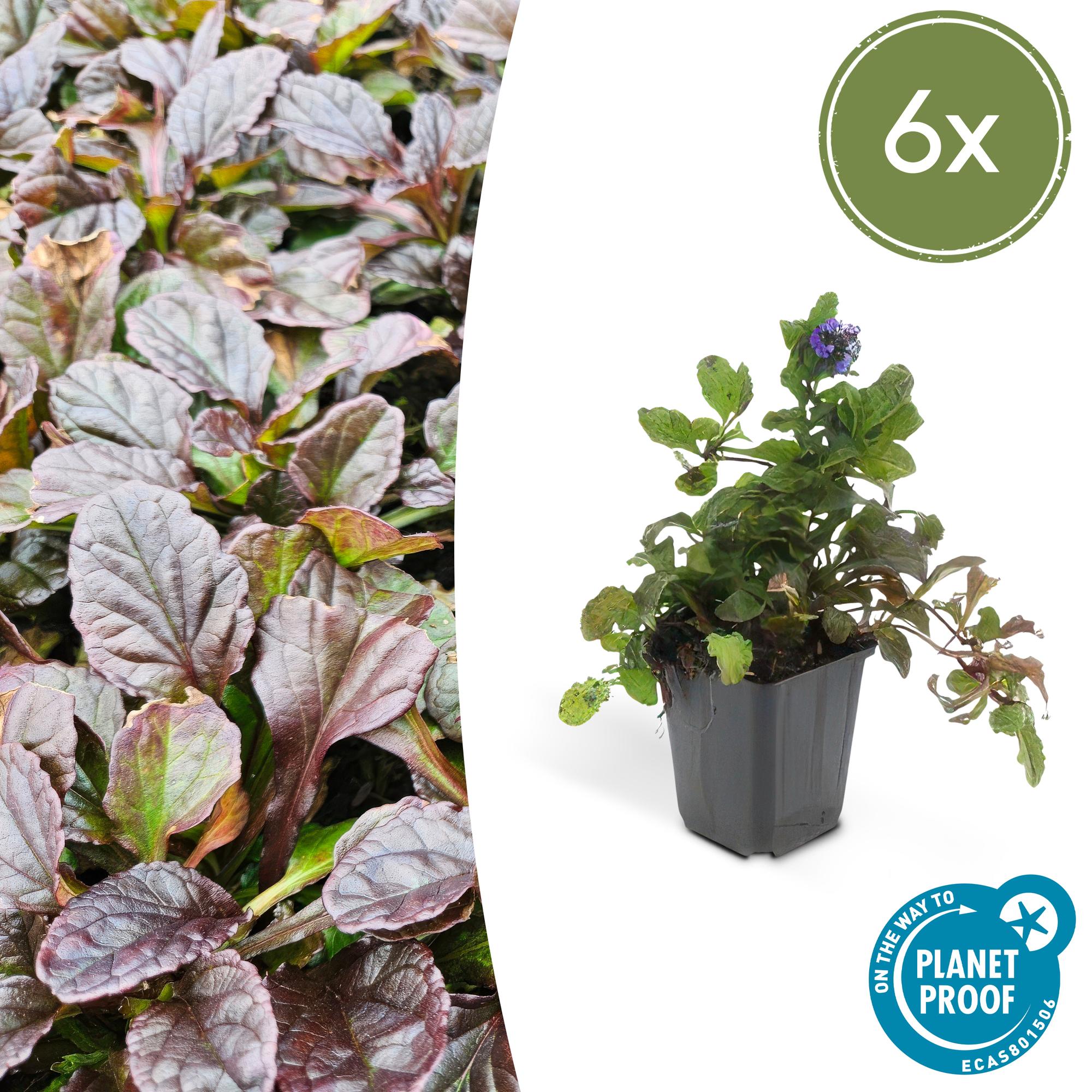 Ajuga reptans potmaat 9 cm hoogte 10 tot 25 cm