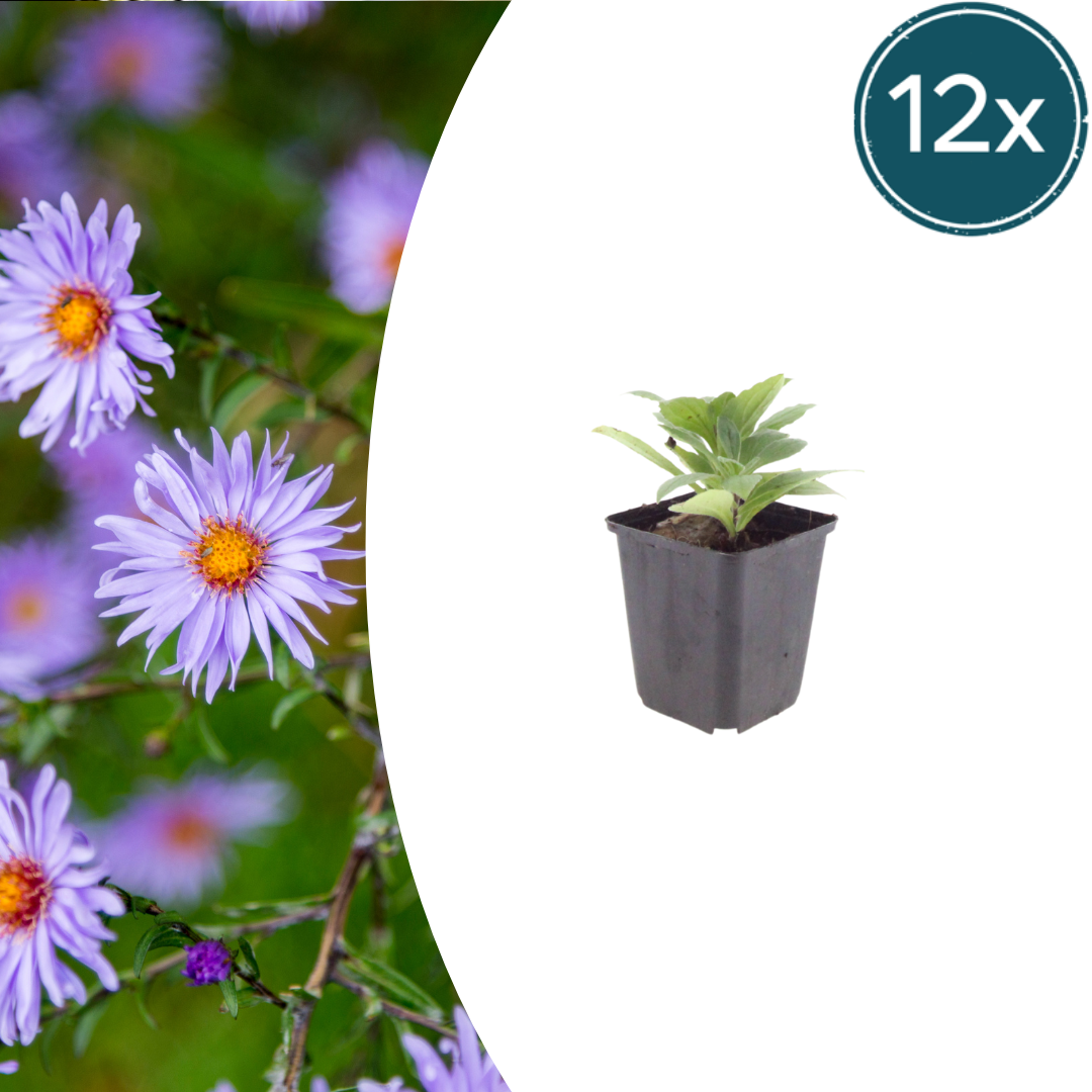 Aster frikartii 'Monch' potmaat 9 cm hoogte 10 tot 25 cm