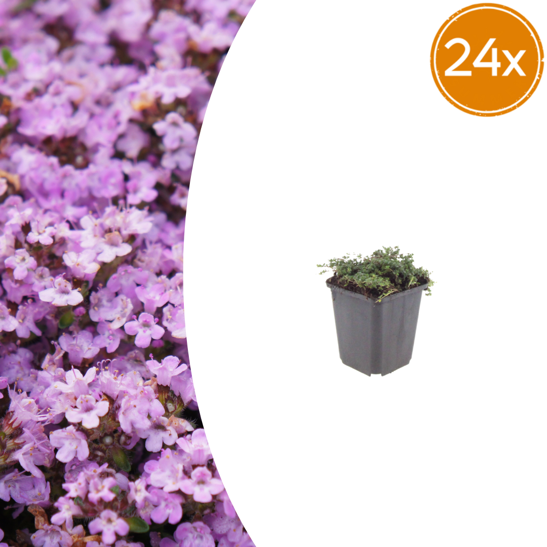 Thymus praecox 'Purple Beauty' potmaat 9 cm hoogte 10 tot 25 cm