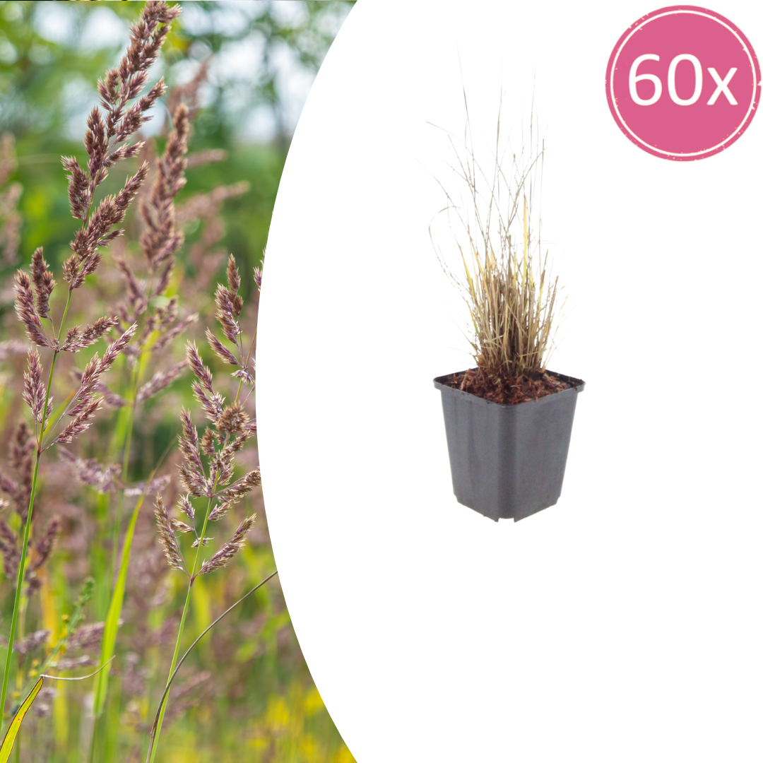 Calamagrostis brachytricha potmaat 9 cm hoogte 10 tot 25 cm