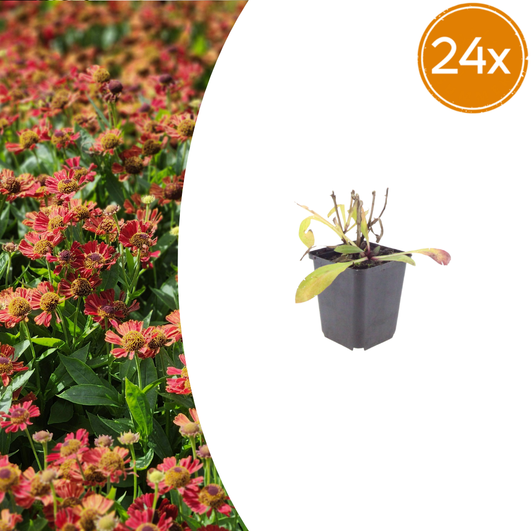 Helenium 'Moerheim Beauty' potmaat 9 cm hoogte 10 tot 25 cm