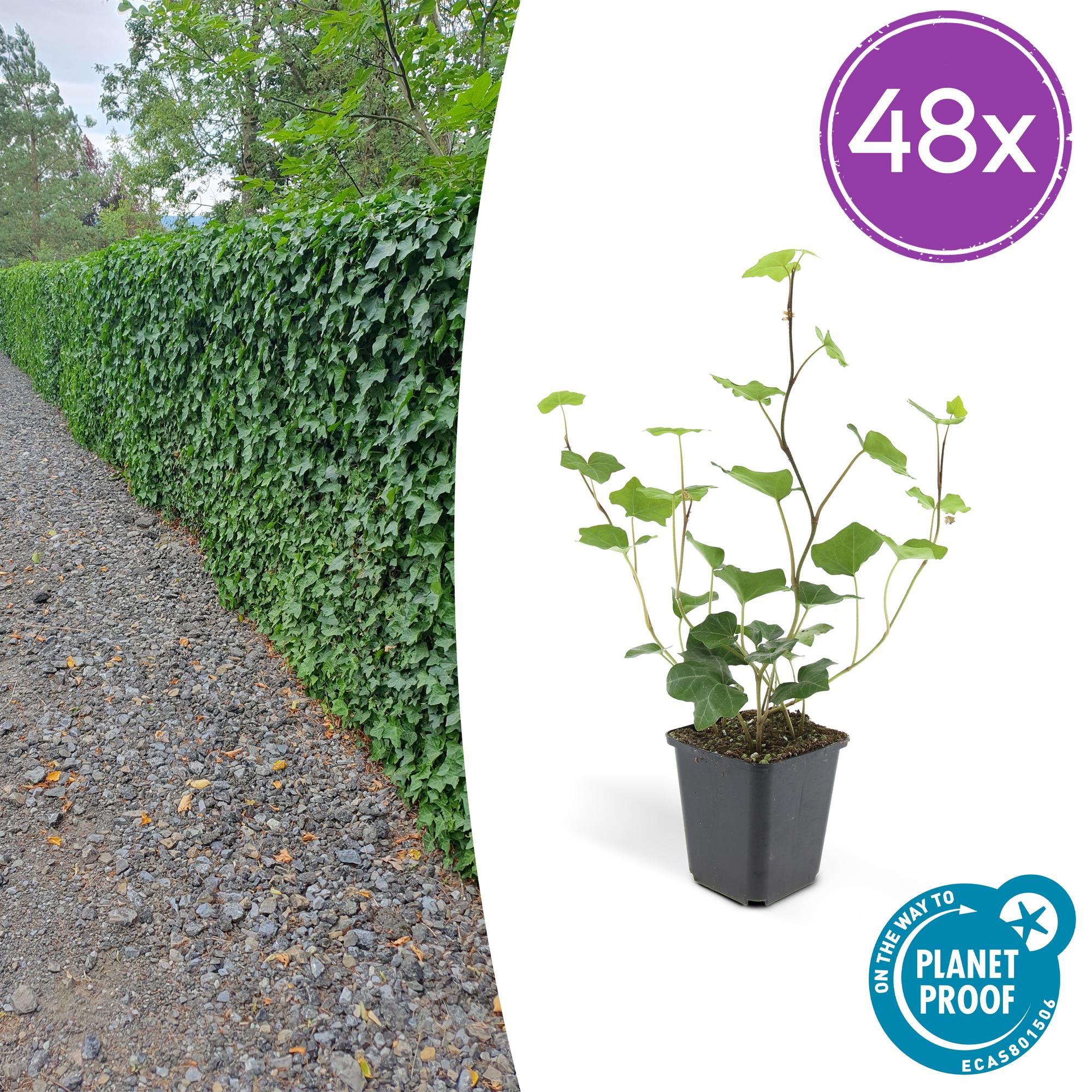 Hedera Hibernica potmaat 9 cm hoogte 10 tot 25 cm