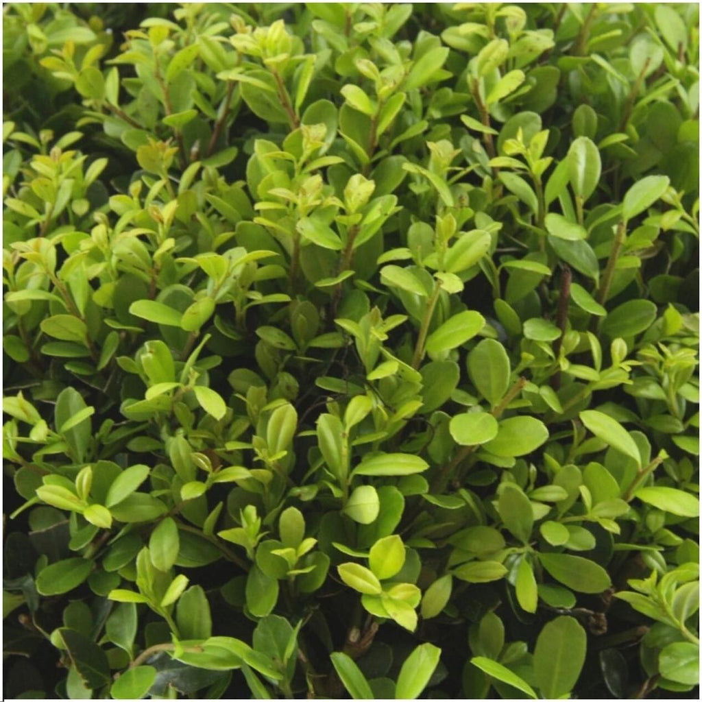 Ilex crenata 'Jenny' (6 pack) potmaat 7 cm hoogte 15 cm