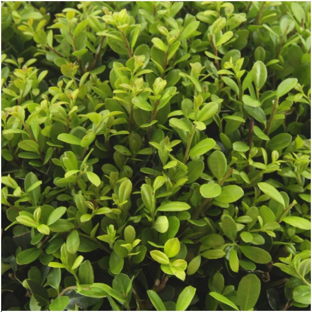 Ilex crenata 'Jenny' (6 pack) potmaat 7 cm hoogte 15 cm