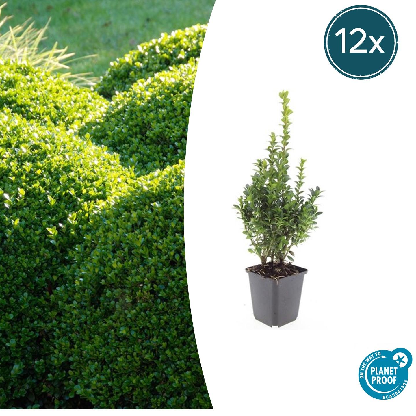 Buxus Sempervirens potmaat 9 cm hoogte 10 tot 25 cm
