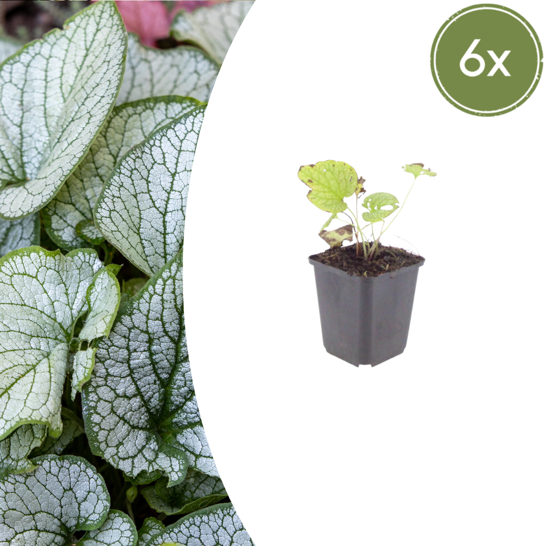 Brunnera macr. 'Jack Frost' potmaat 9 cm hoogte 10 tot 25 cm