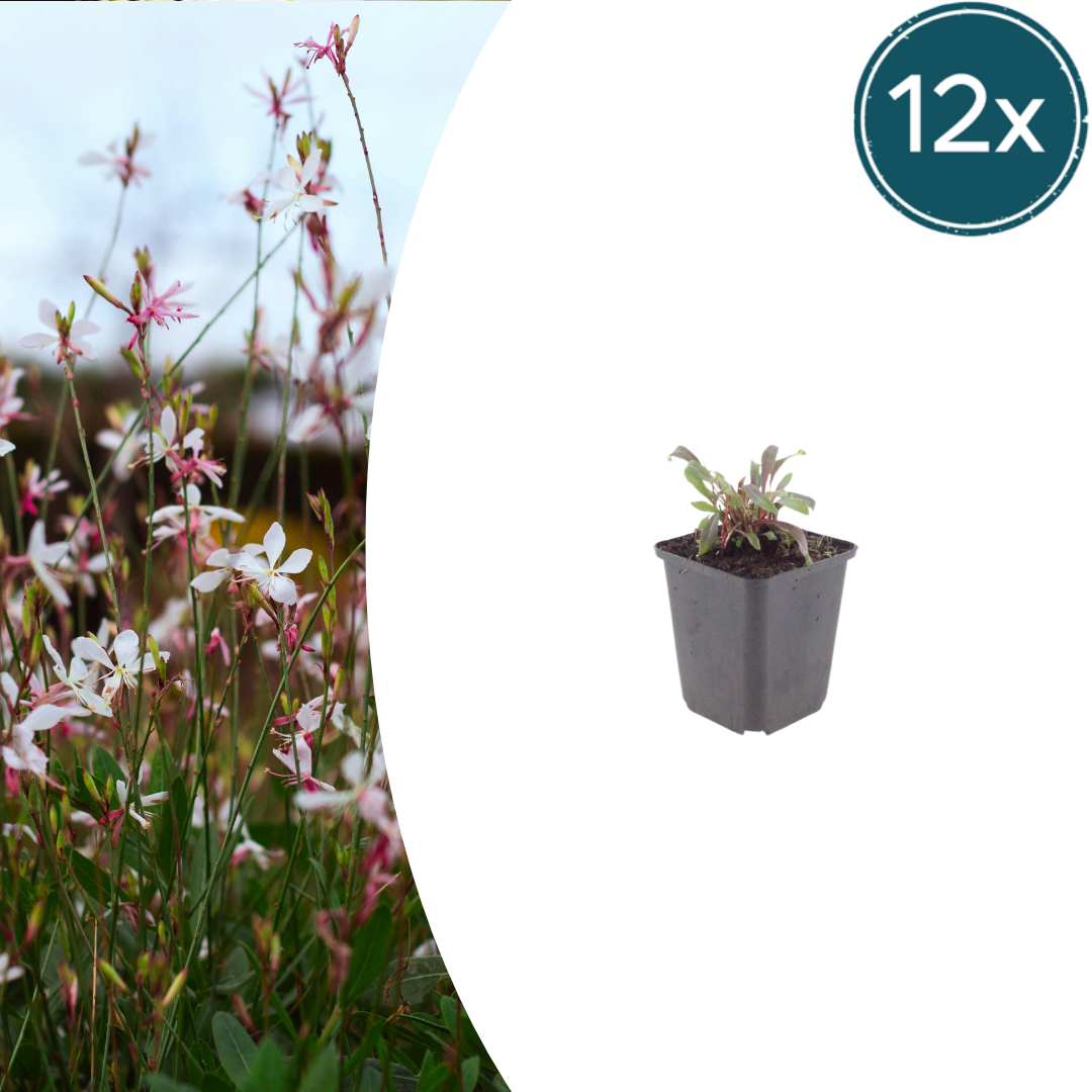 Gaura l. 'Siskiyou Pink' potmaat 9 cm hoogte 10 tot 25 cm
