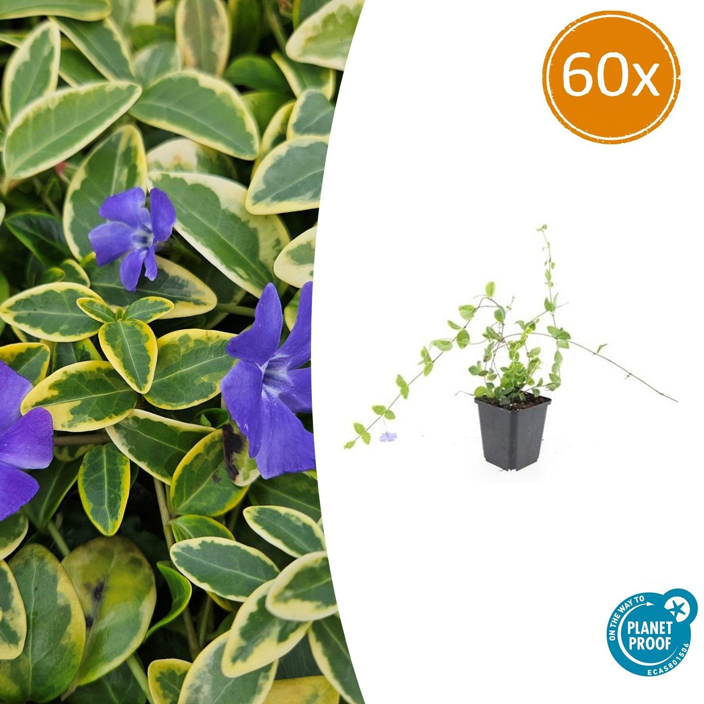 Vinca minor 'Blue and Gold' potmaat 9 cm hoogte 10 tot 25 cm