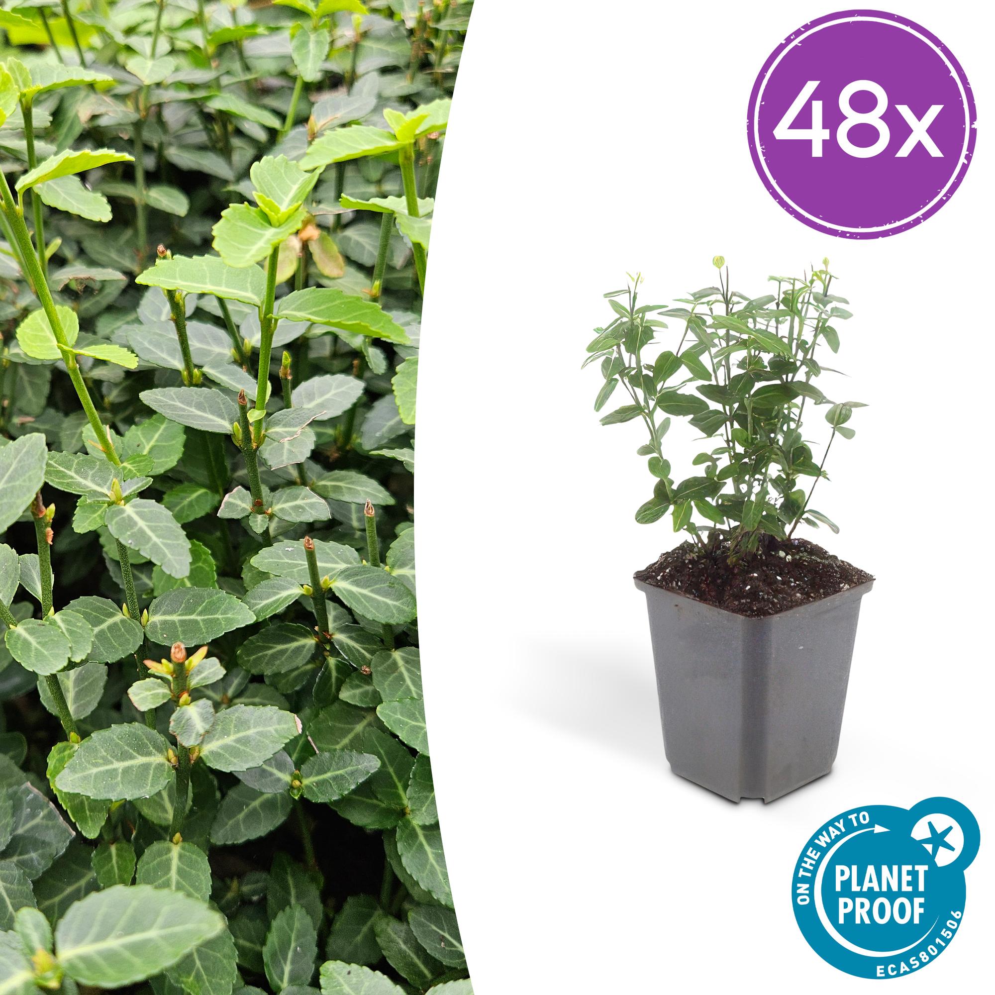 Euonymus fortunei radicans potmaat 9 cm hoogte 10 tot 25 cm