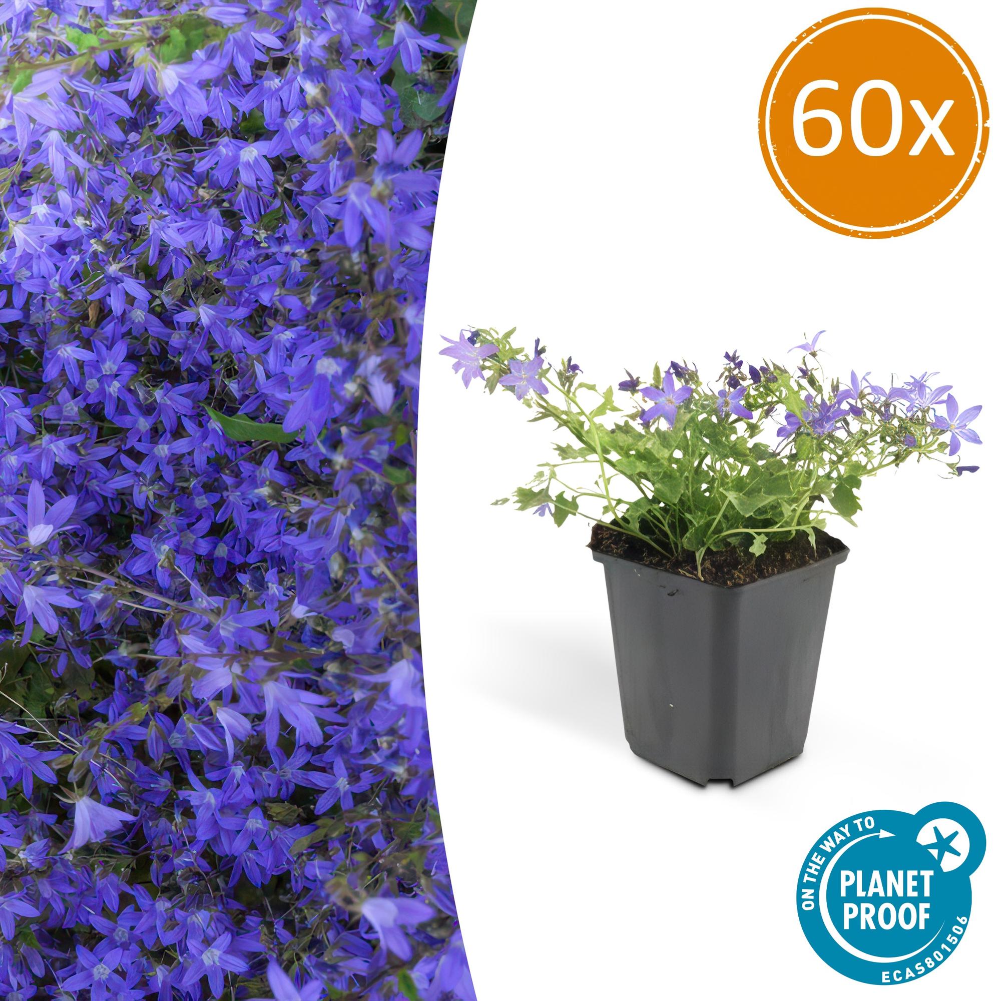 Campanula poscharskyana 'Stella' potmaat 9 cm hoogte 10 tot 25 cm