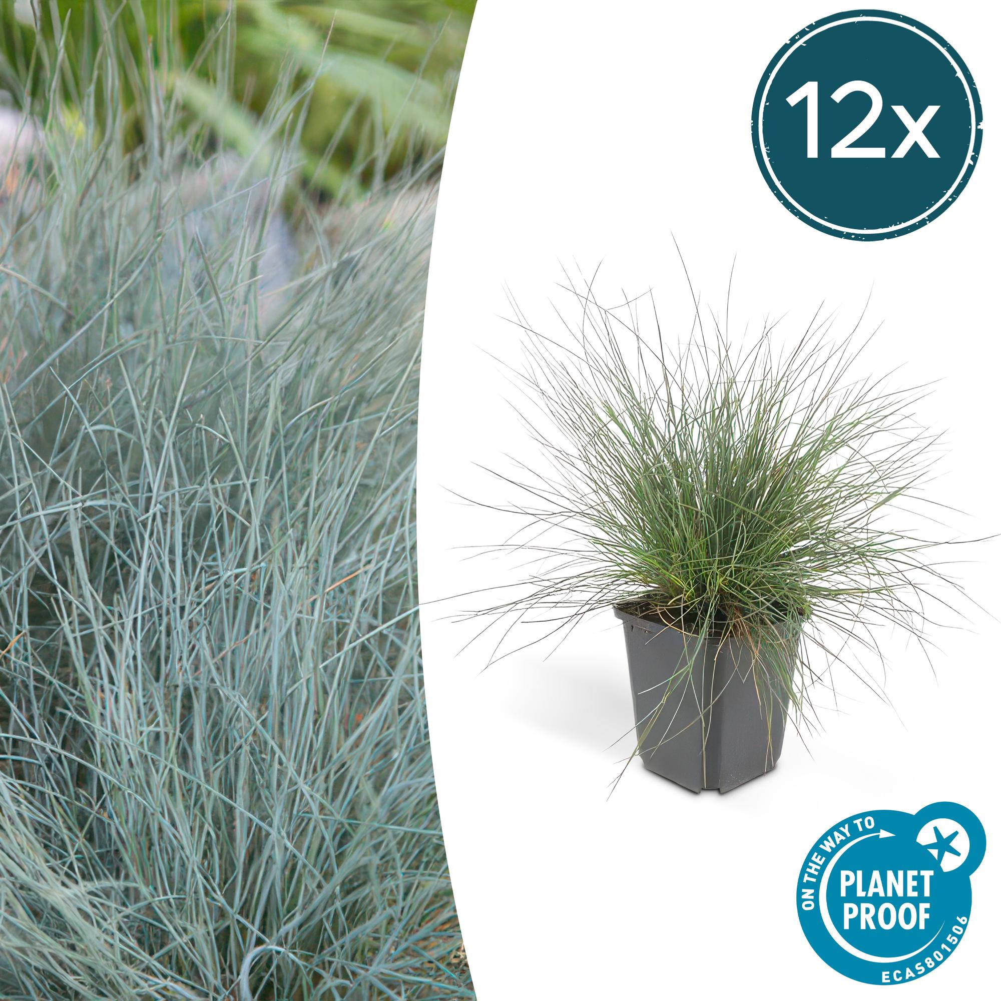 Festuca glauca 'Elijah Bleu' potmaat 9 cm hoogte 10 tot 25 cm