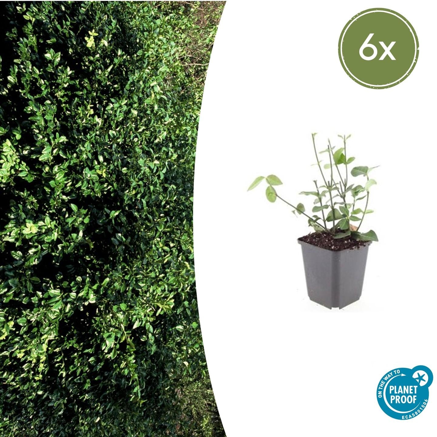Euonymus fort. 'Coloratus' potmaat 9 cm hoogte 10 tot 25 cm