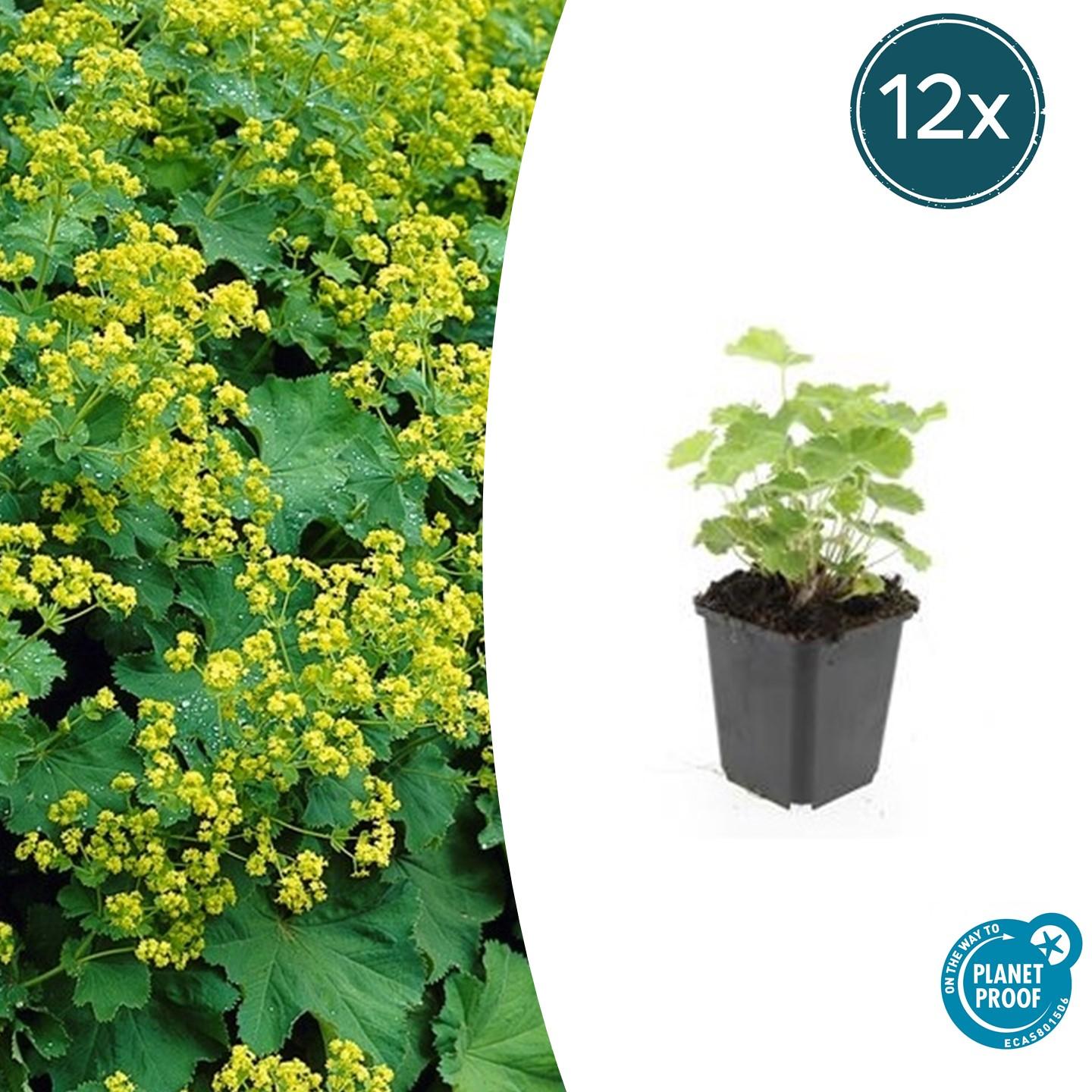 Alchemilla mollis potmaat 9 cm hoogte 10 tot 25 cm