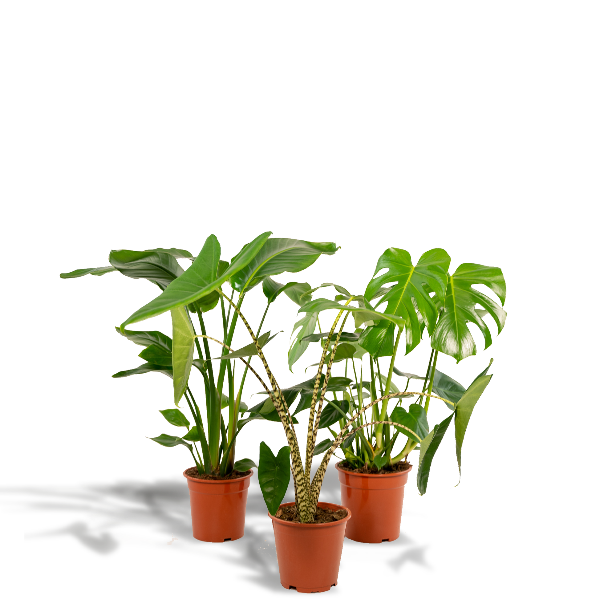 1x Monstera Deliciosa potmaat 21 cm hoogte 75 cm + 1x Alocasia Zebrina potmaat 19 cm hoogte 75 cm + 1x Strelitzia Nicolai potmaat 19 cm hoogte 85 cm