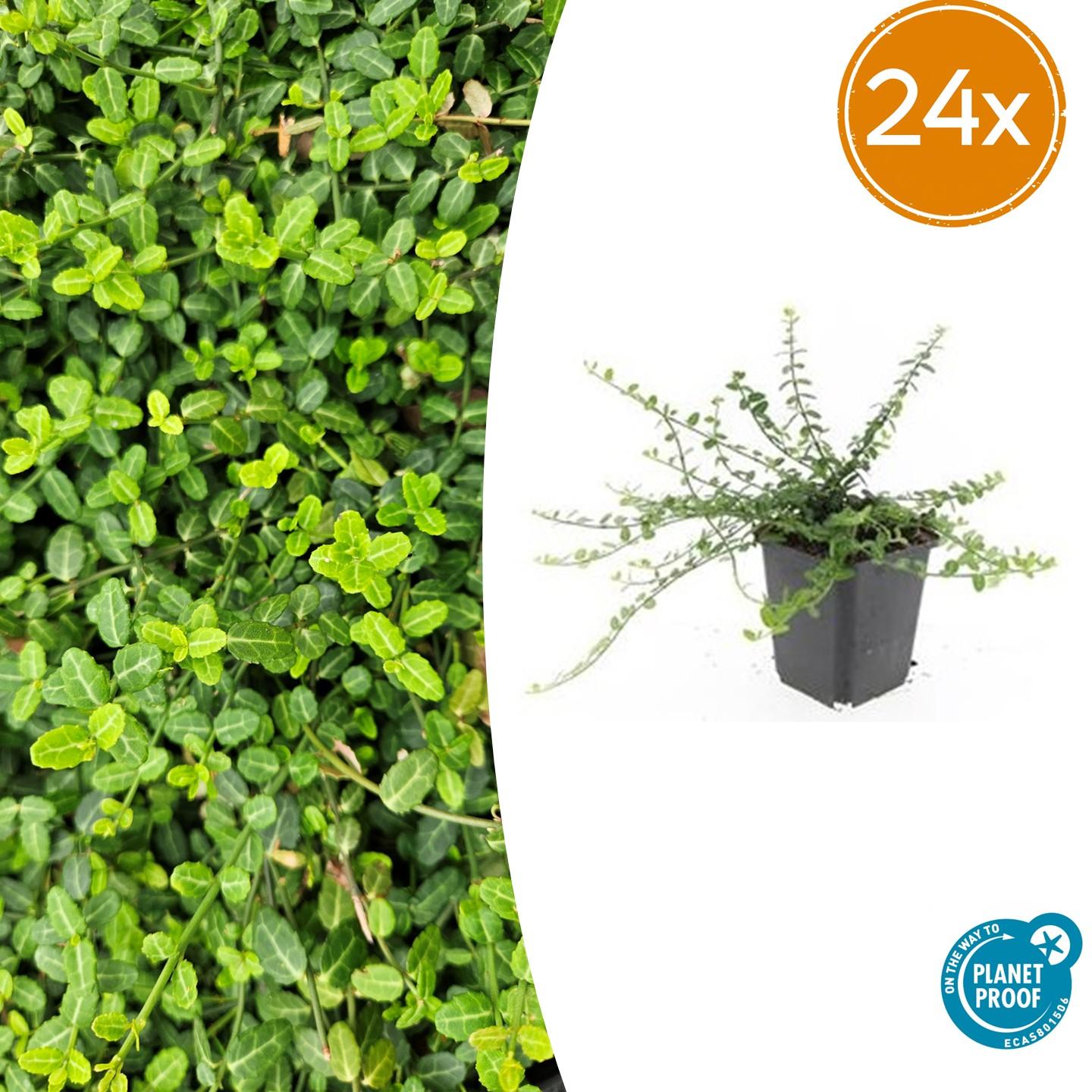 Euonymus fort. 'Minimus' potmaat 9 cm hoogte 10 tot 25 cm