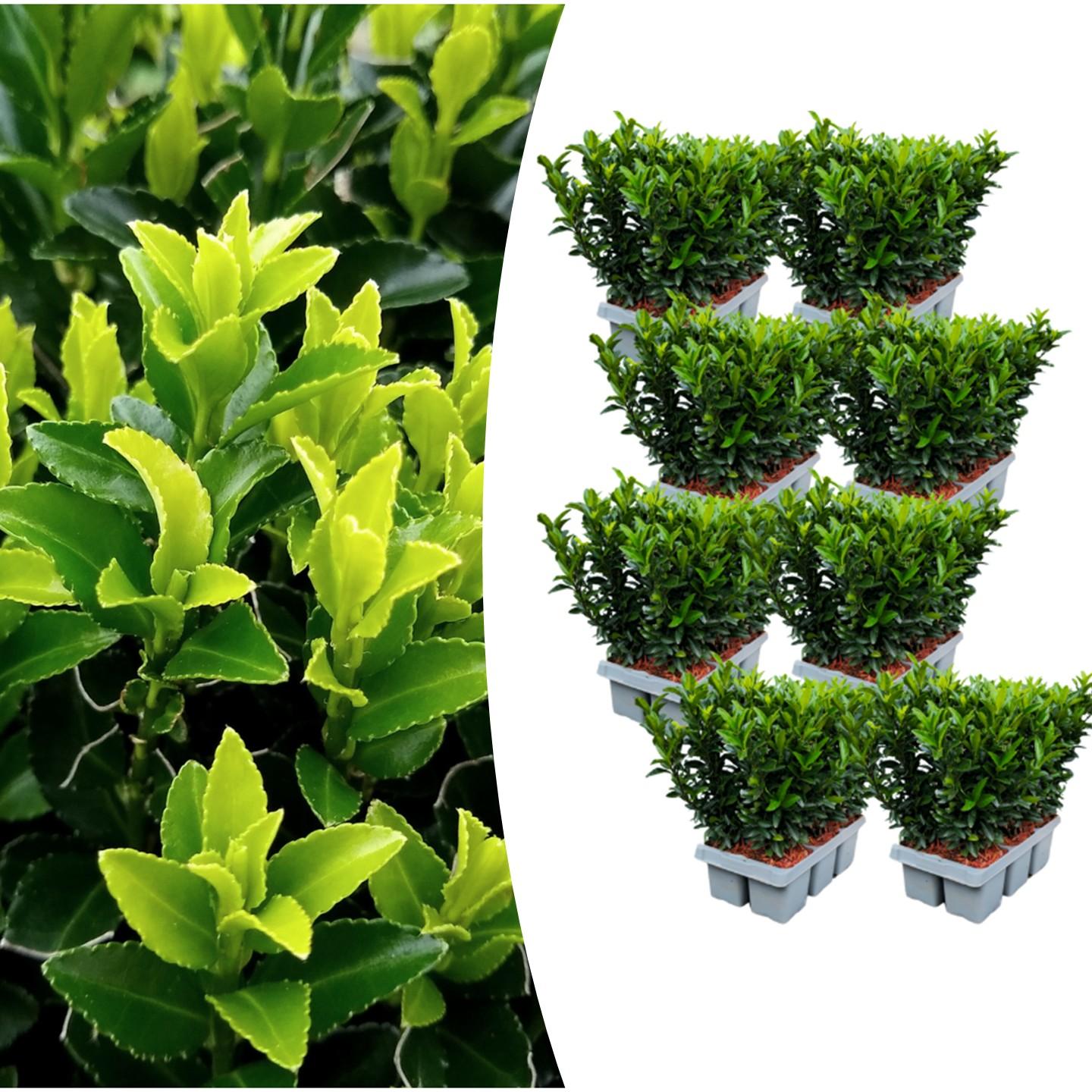Euonymus 'Green Spire' (6 pack) potmaat 7 cm hoogte 15 cm