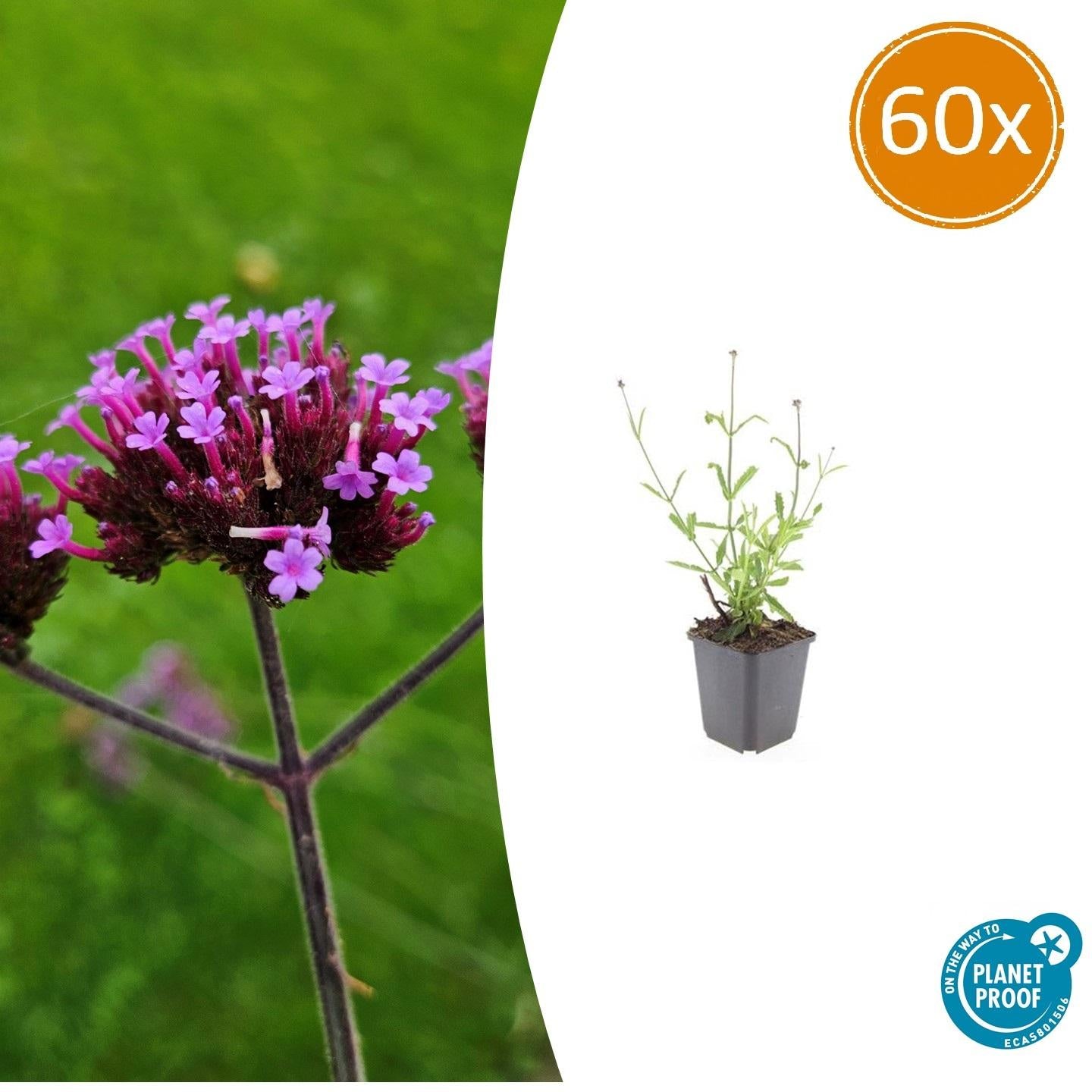 Verbena bon. 'Lollipop' potmaat 9 cm hoogte 10 tot 25 cm