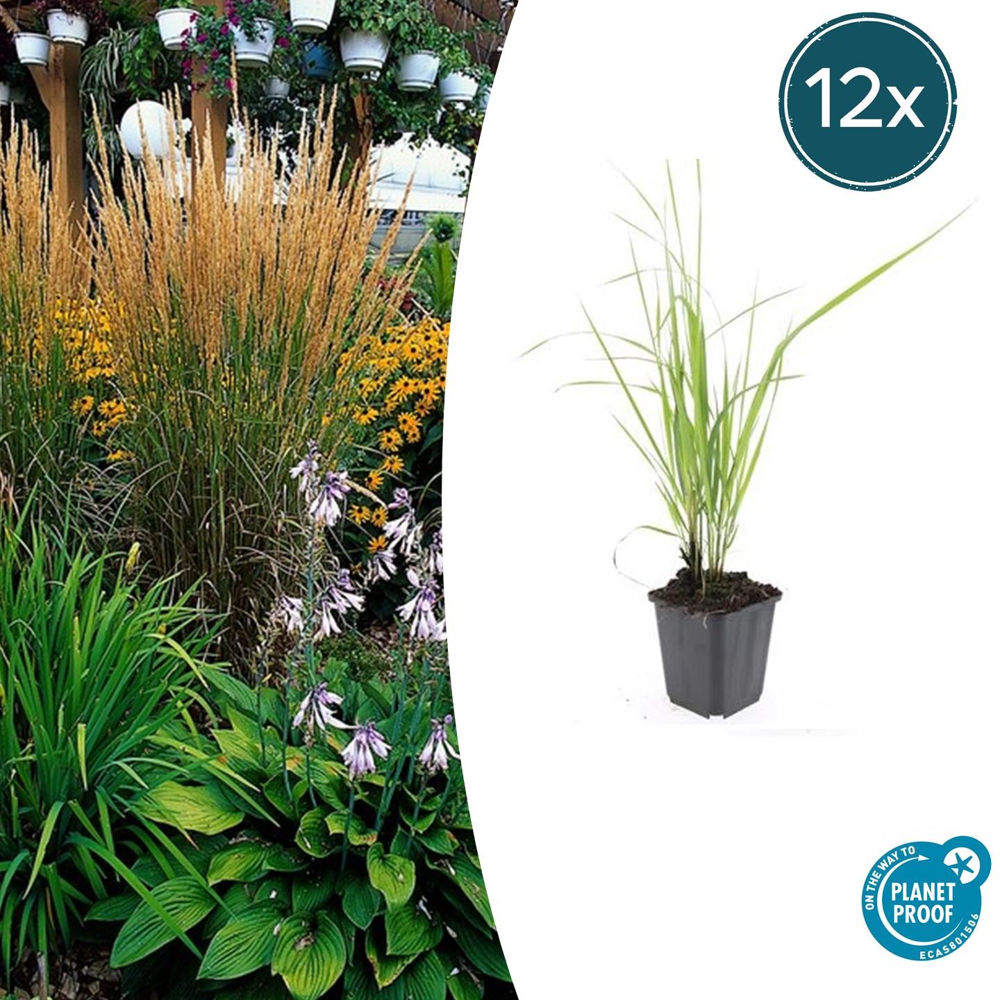 Calamagrostis acut. 'Karl Foerster' potmaat 9 cm hoogte 10 tot 25 cm