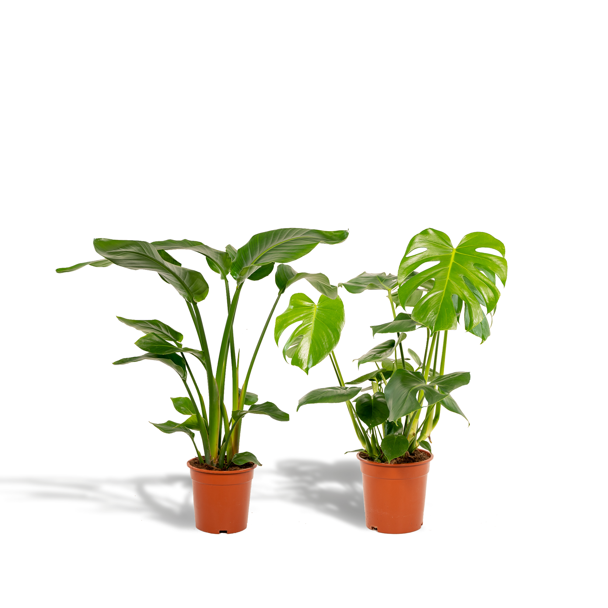 1x Strelitzia Nicolai potmaat 19 cm hoogte 85 cm + 1x Monstera Deliciosa potmaat 21 cm hoogte 75 cm