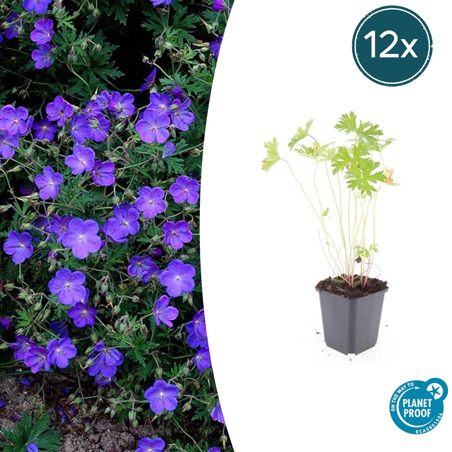 Geranium 'Johnson's Blue' potmaat 9 cm hoogte 10 tot 25 cm