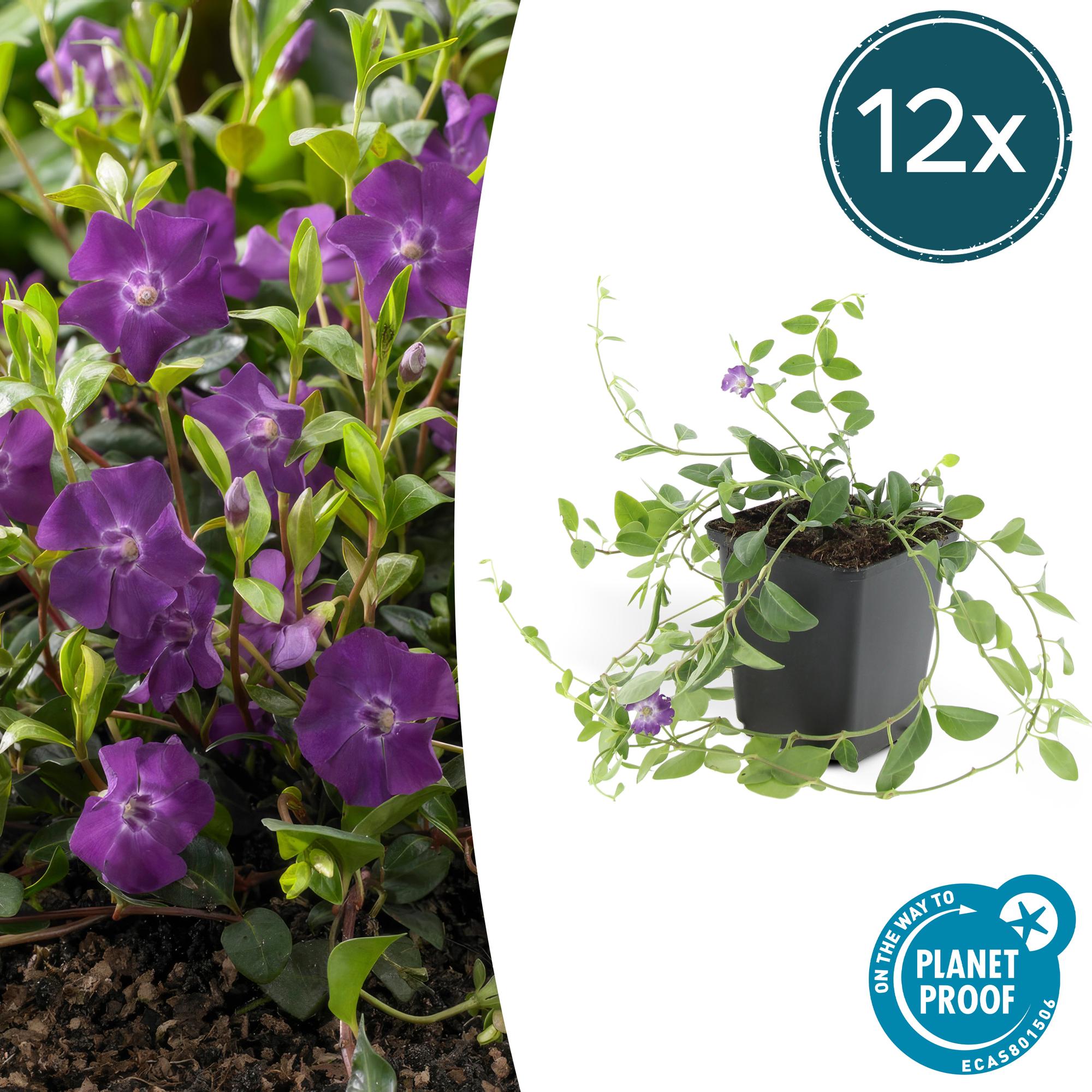 Vinca minor 'Atropurpurea' potmaat 9 cm hoogte 10 tot 25 cm