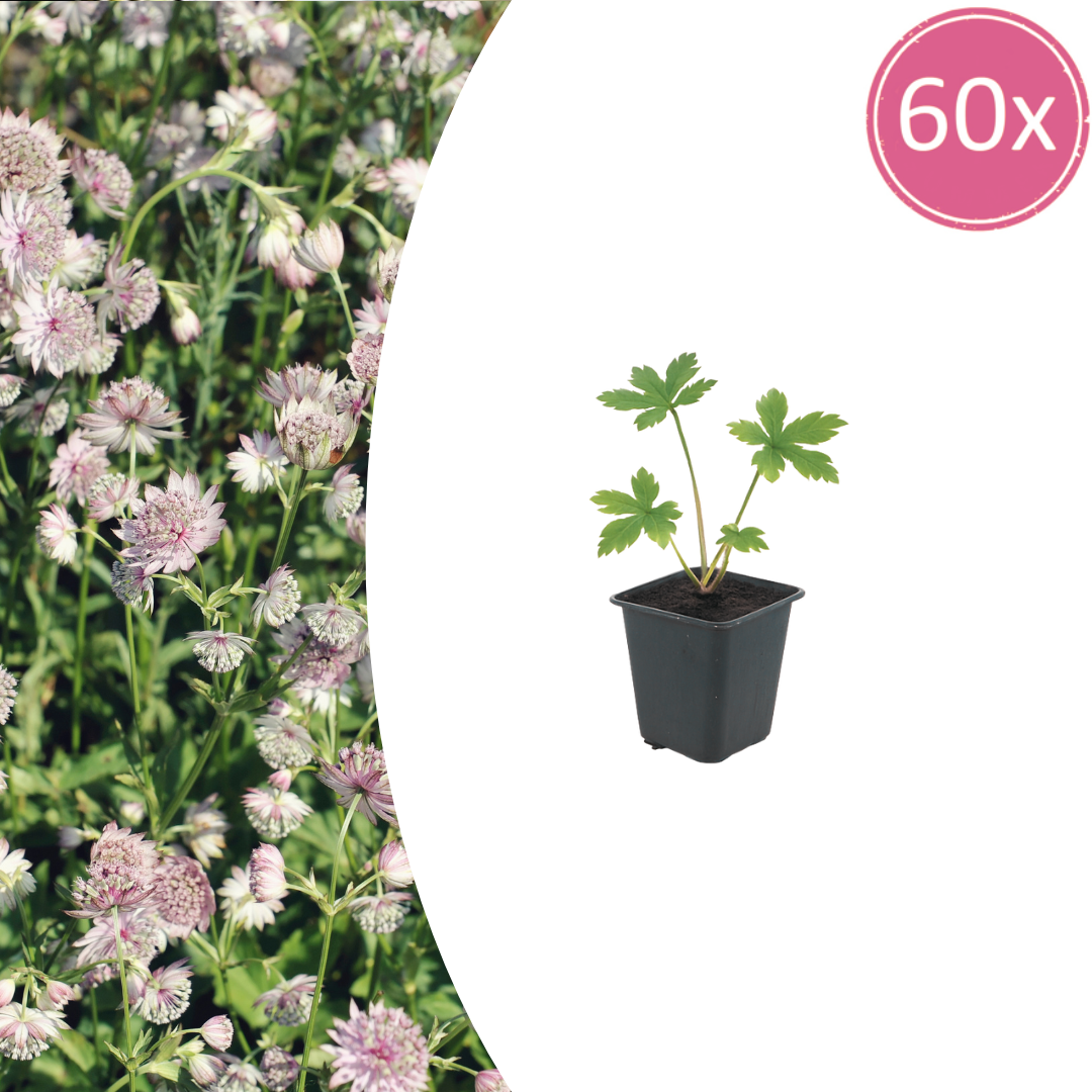 Astrantia major potmaat 9 cm hoogte 10 tot 25 cm