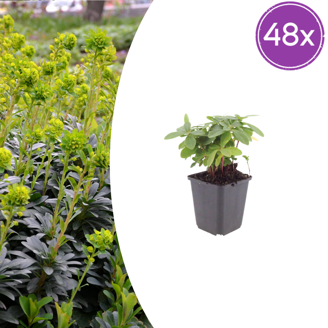 Euphorbia amygdal. robbiae potmaat 9 cm hoogte 10 tot 25 cm