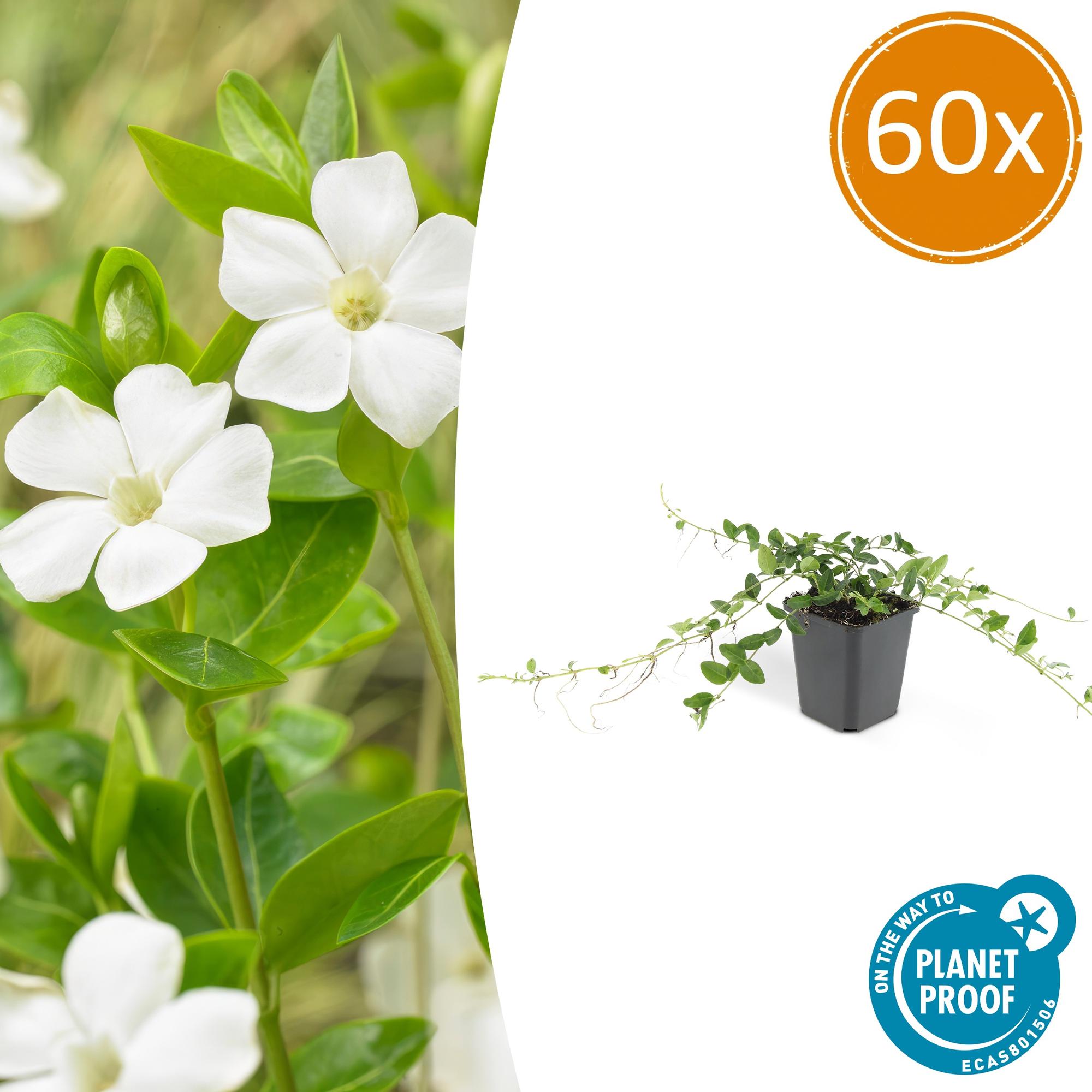 Vinca minor 'Alba' potmaat 9 cm hoogte 10 tot 25 cm