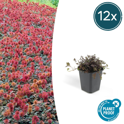 Acaena microphylla 'Kupferteppich' potmaat 9 cm hoogte 10 tot 25 cm