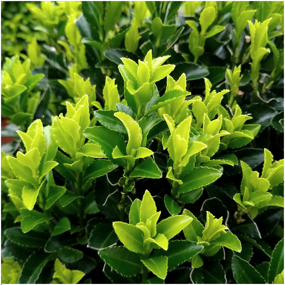 Euonymus 'Green Spire' (6 pack) potmaat 7 cm hoogte 15 cm