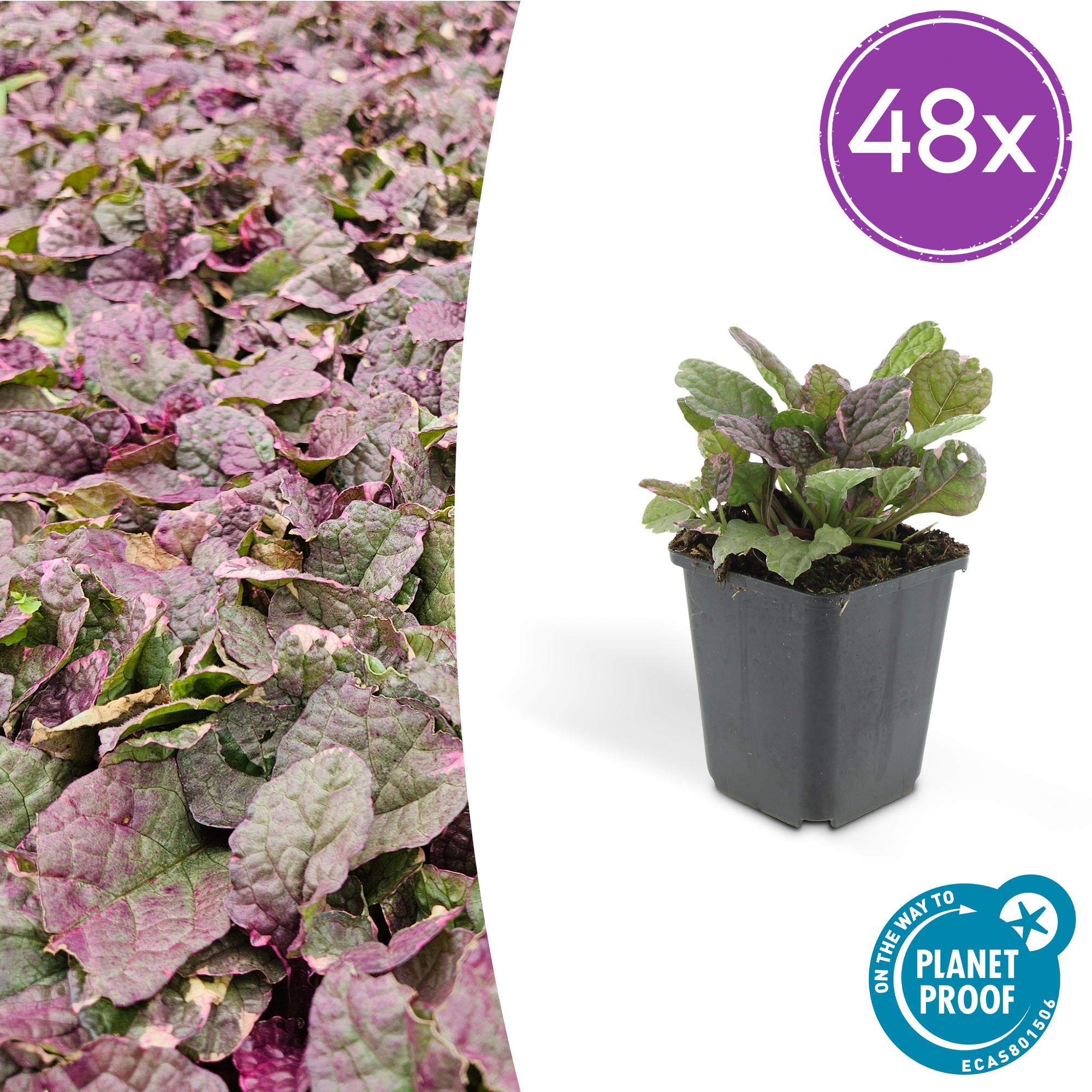 Ajuga reptans 'Burgundy Glow' potmaat 9 cm hoogte 10 tot 25 cm