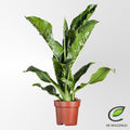 Dieffenbachia Seguine 'Caiman'® P21 - Ø21cm - ↕75cm