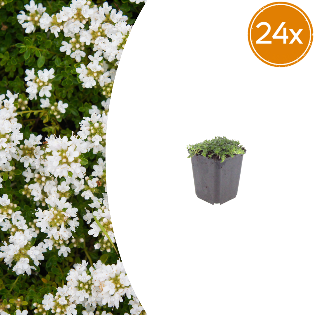 Thymus praecox 'Albiflorus' potmaat 9 cm hoogte 10 tot 25 cm