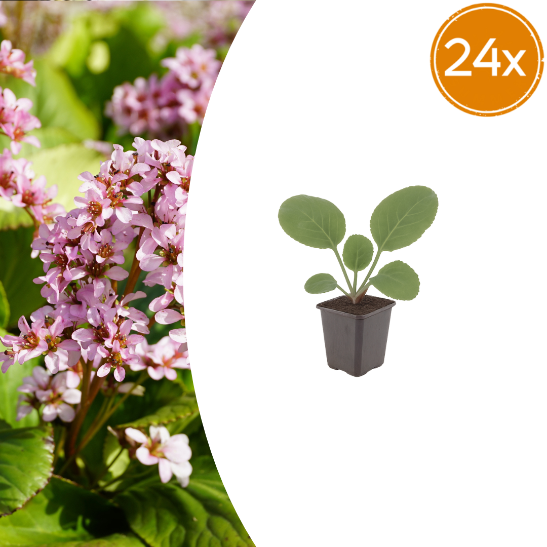 Bergenia cordifolia potmaat 9 cm hoogte 10 tot 25 cm