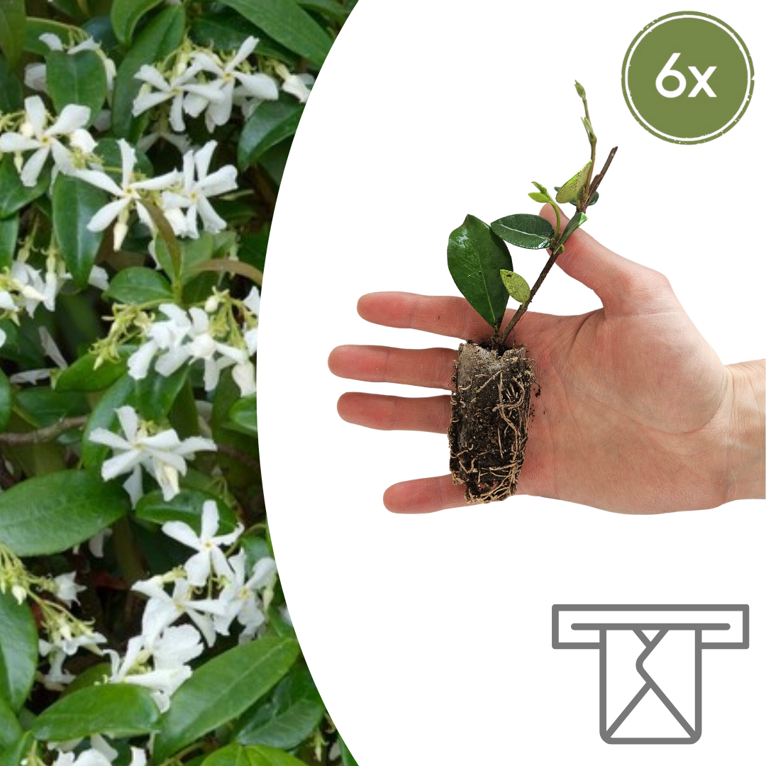 Trachelospermum jasminoides Zelf Kweken (plug) (6 stuks) potmaat 3 cm hoogte 4 cm