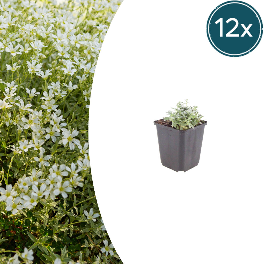 Cerastium tomentosum potmaat 9 cm hoogte 10 tot 25 cm