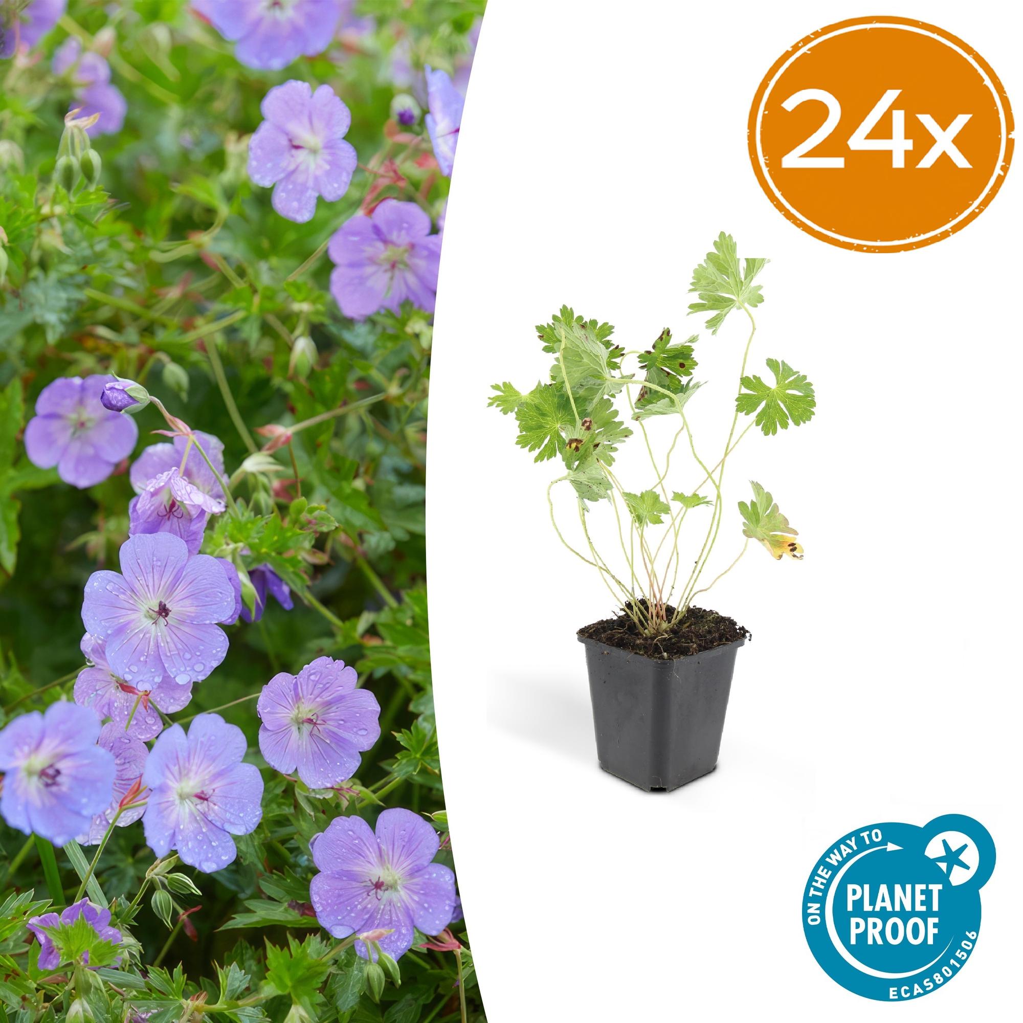 Geranium Rozanne potmaat 9 cm hoogte 10 tot 25 cm
