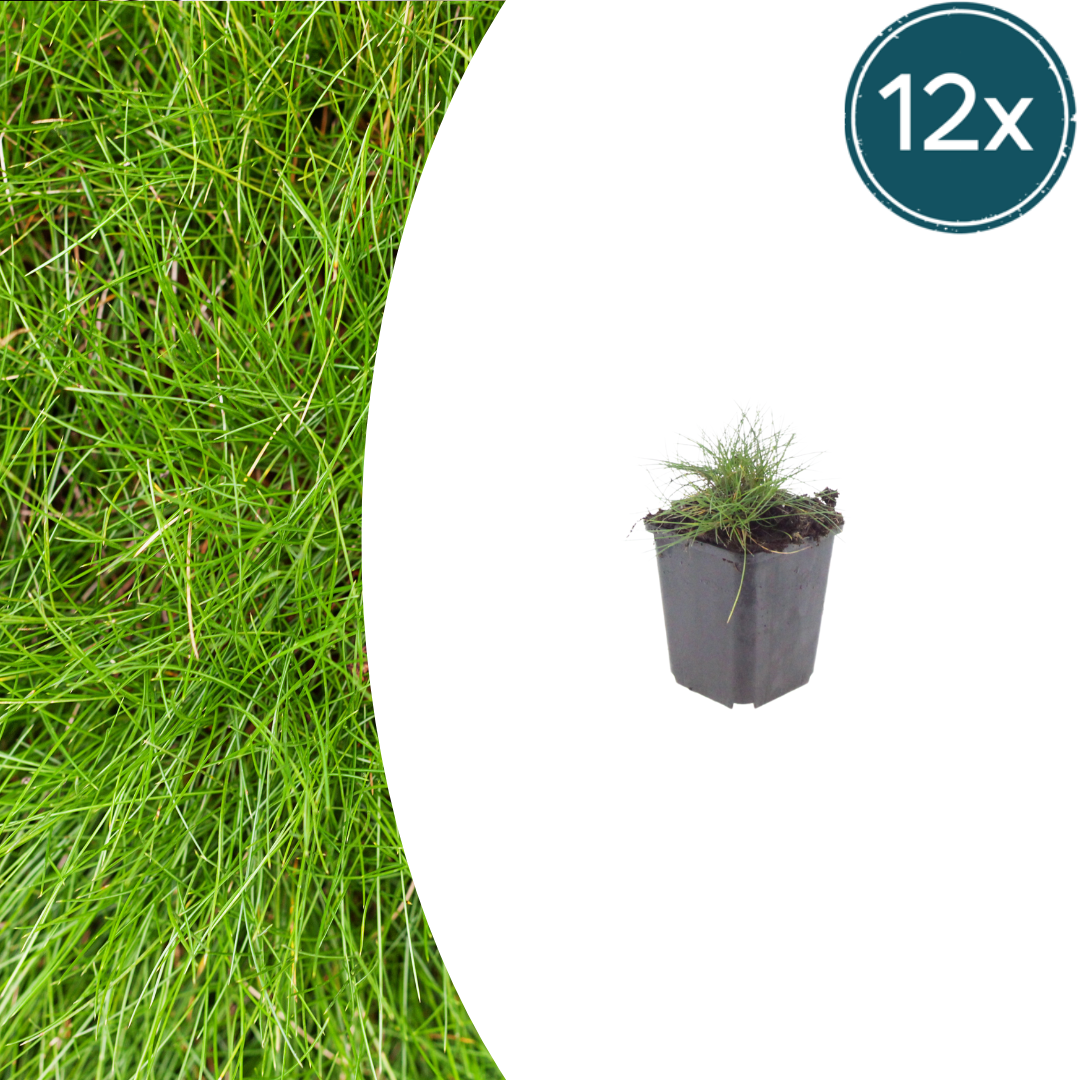 Festuca gautieri potmaat 9 cm hoogte 10 tot 25 cm