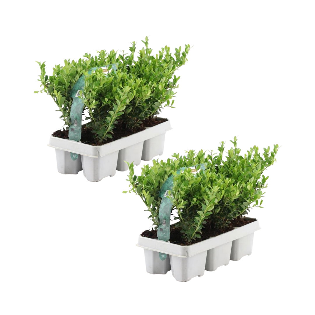 Ilex crenata 'Jenny' (6 pack) potmaat 7 cm hoogte 15 cm
