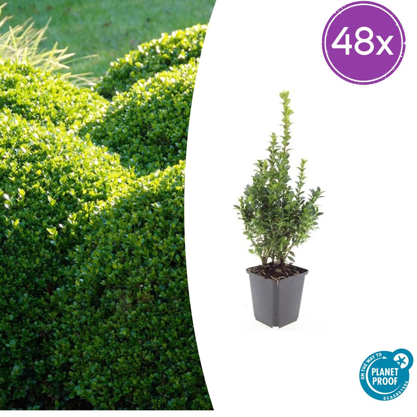 Buxus Sempervirens potmaat 9 cm hoogte 10 tot 25 cm