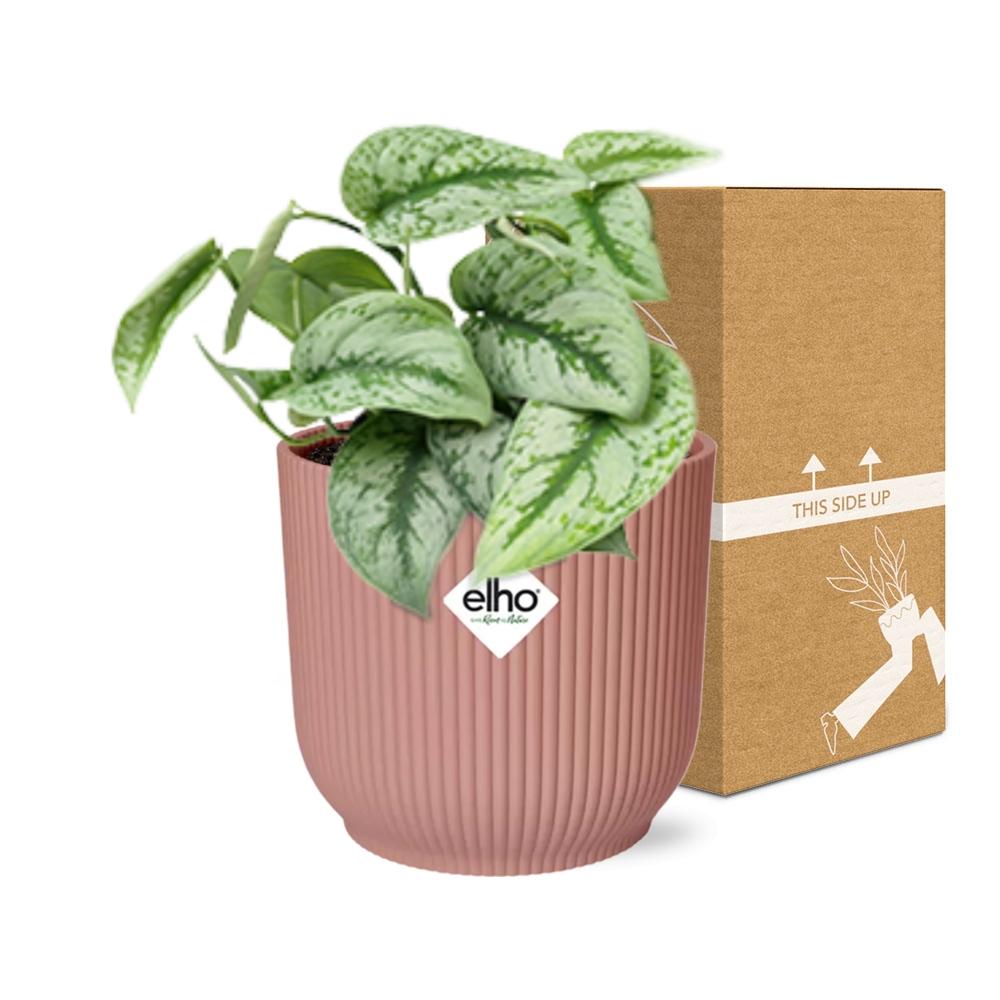 Scindapsus Pictus ‘Trebie’ in ELHO Vibes Fold 14cm roze