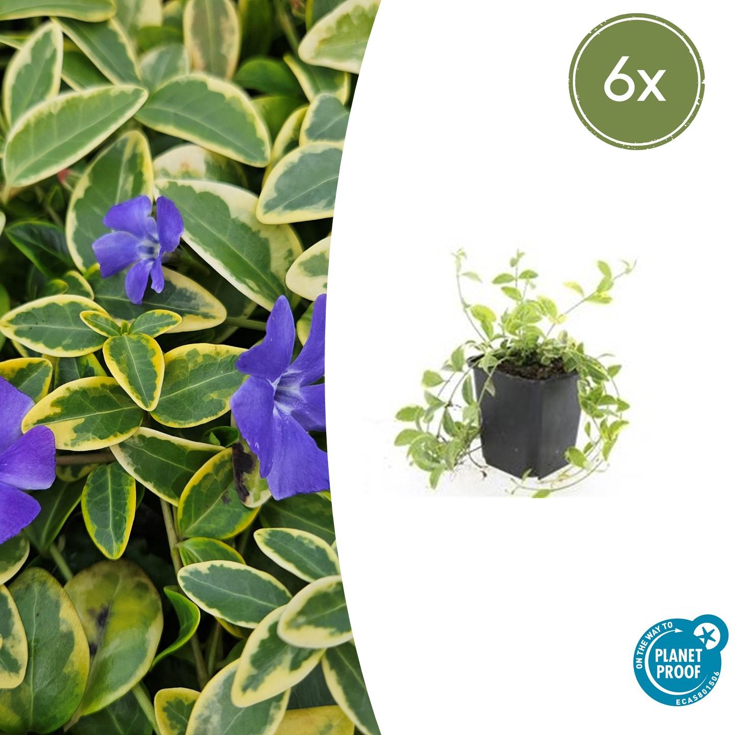 Vinca minor 'Aureovariegata' potmaat 9 cm hoogte 10 tot 25 cm