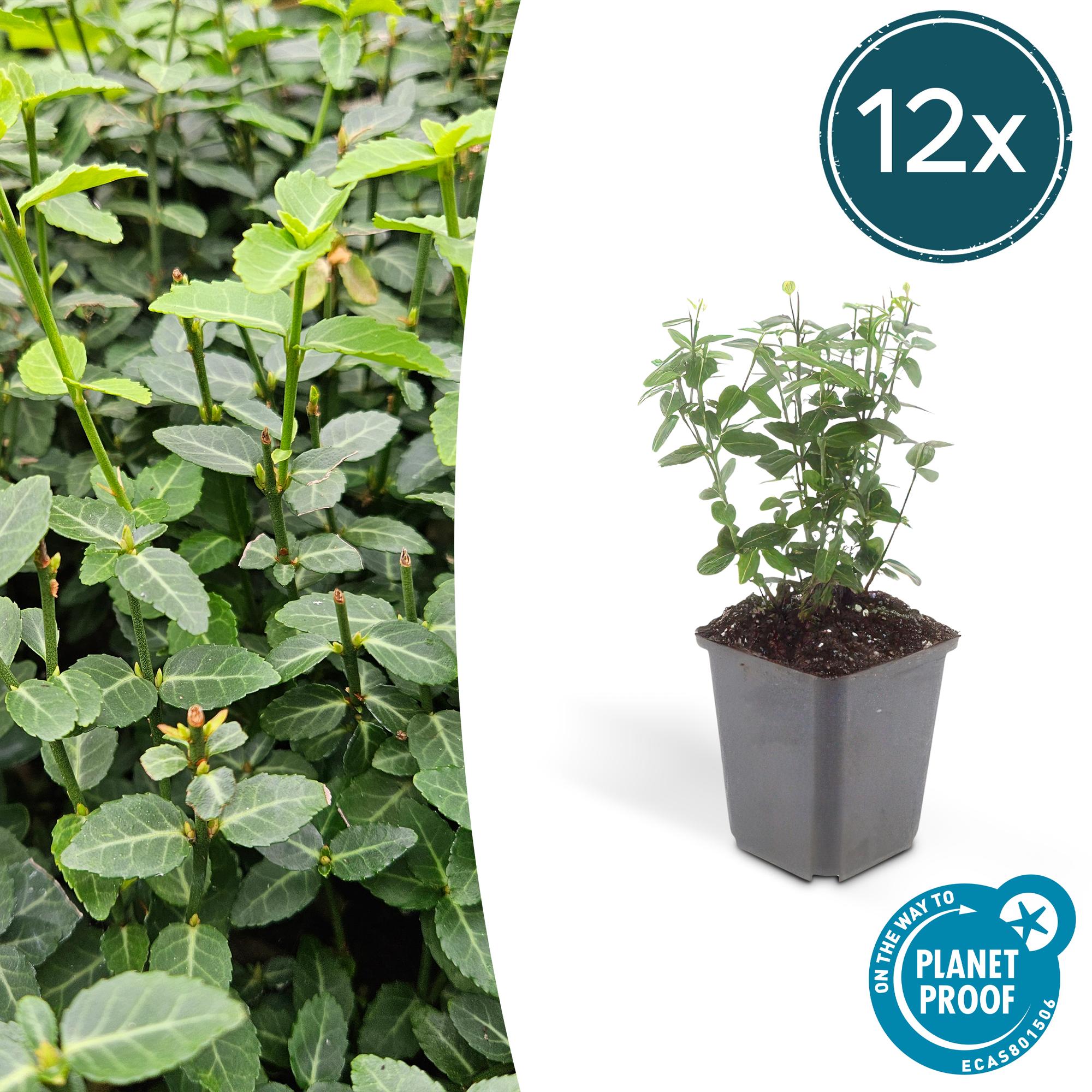 Euonymus fortunei radicans potmaat 9 cm hoogte 10 tot 25 cm