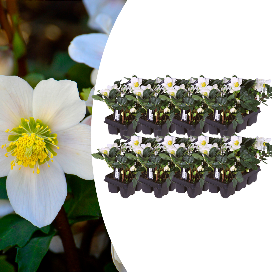 Helleborus niger ‘Christmas Carol’ (6 pack) potmaat 7 cm hoogte 15 cm